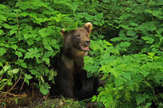 U.S. Forest Service, Tongass National Forest