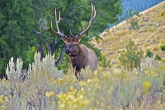 Yellowstone NP