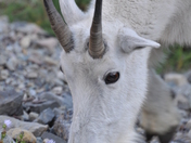 Glacier National Par