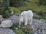 Glacier National Park