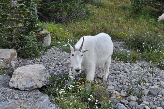 Glacier National Park