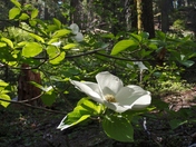 Yosemite National Park