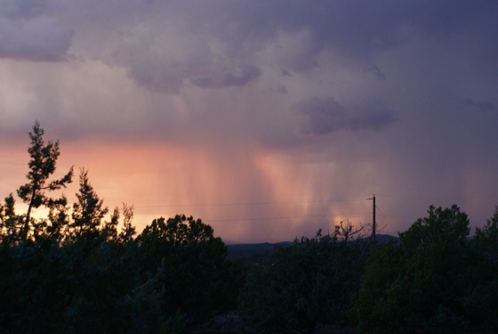 Kiabab National Forest