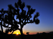 Joshua Tree National Park