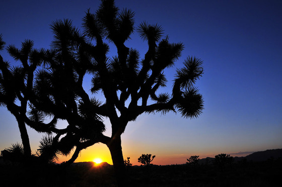 Joshua Tree National Park