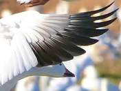 Bosque del Apache NWR