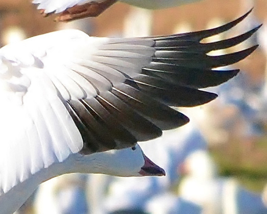 Bosque del Apache NWR