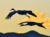 Bosque del Apache NWR