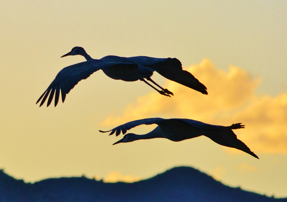 Bosque del Apache NWR