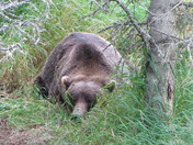 Katmai Nat'l. Park & Preserve