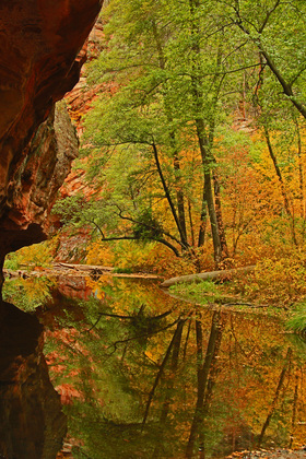 coconino national forest
