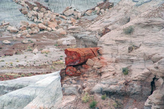 Petrified Forest NP