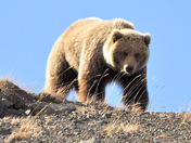 Denali National Park