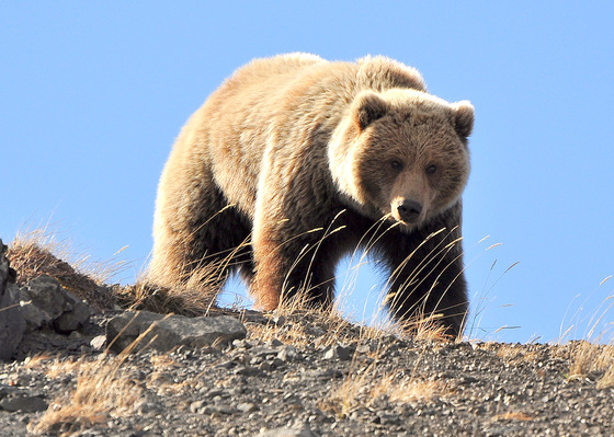 Denali National Park