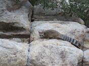 Red Rock Canyon National Conservation Area