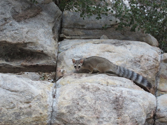Red Rock Canyon National Conservation Area