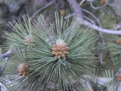 sierra national forest