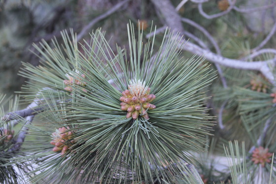 sierra national forest