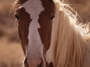 McCullough Peaks Herd Management Area