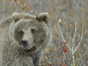 Denali National Park