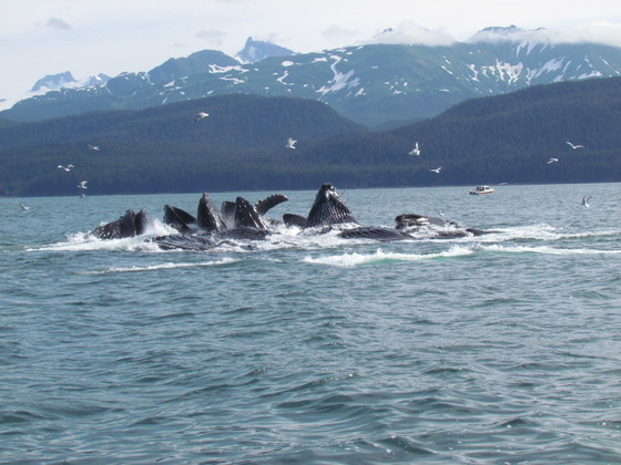  Glacier Bay