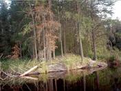 Sylvania wilderness / Ottawa national Forest