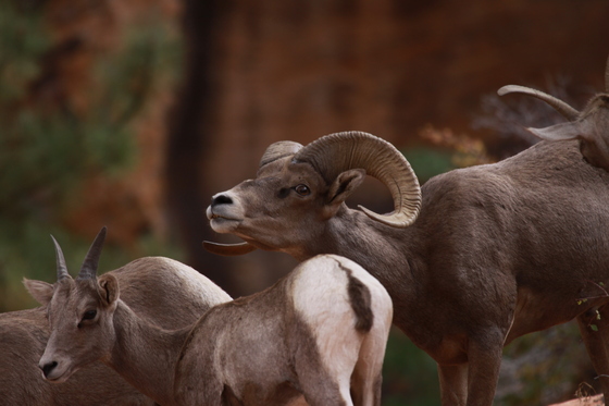 Zion National Park