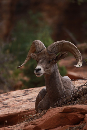 Zion National Park