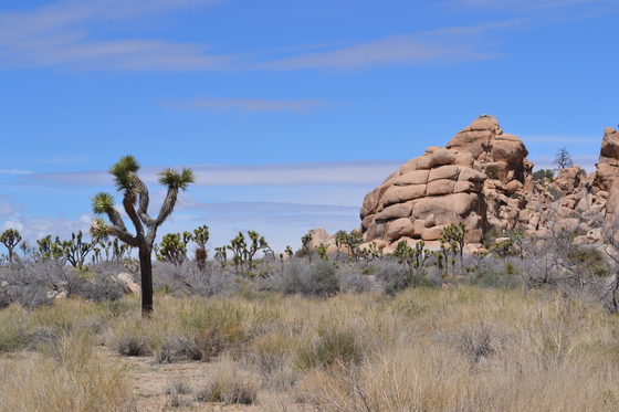 Joshua Tree National Park