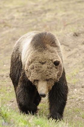 Yellowstone Np