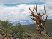 Inyo National forest
