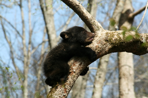 Smoky Mnt National Park