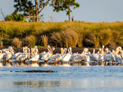 St. Marks National Wildlife Refuge