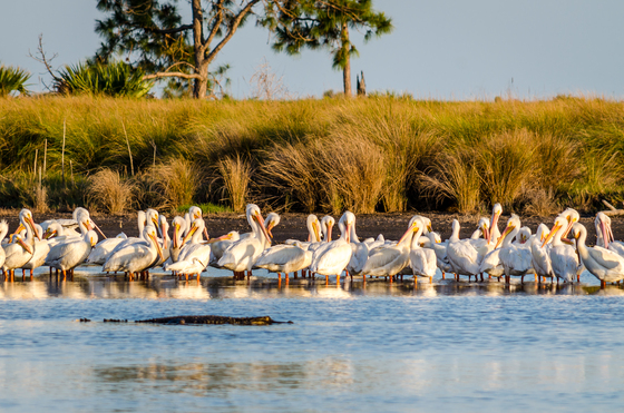 St. Marks National Wildlife Refuge