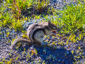 Yellowstone National Park