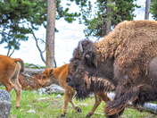 Yellowstone National Park