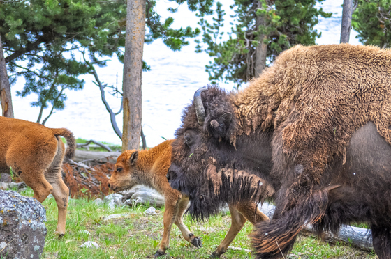 Yellowstone National Park