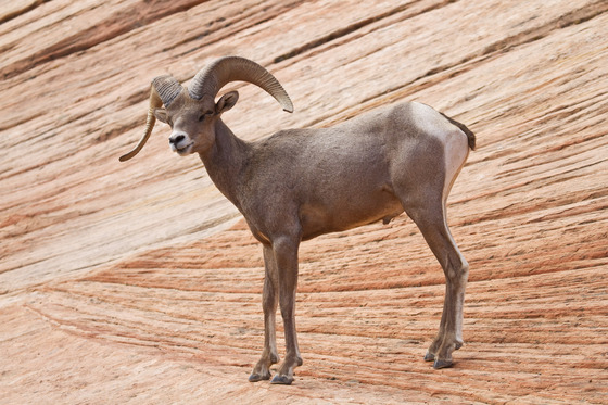 Zion National Park