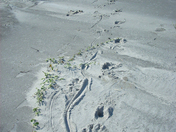 Gulf Islands National Seashore