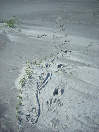 Gulf Islands National Seashore