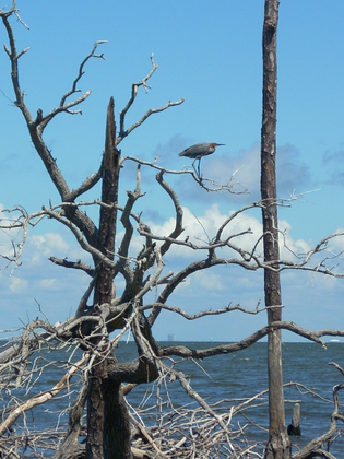 Gulf islands National Seashore
