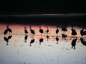 Bosque del Apache
