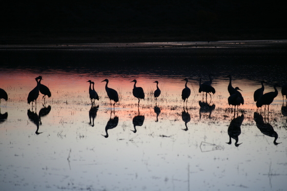 Bosque del Apache