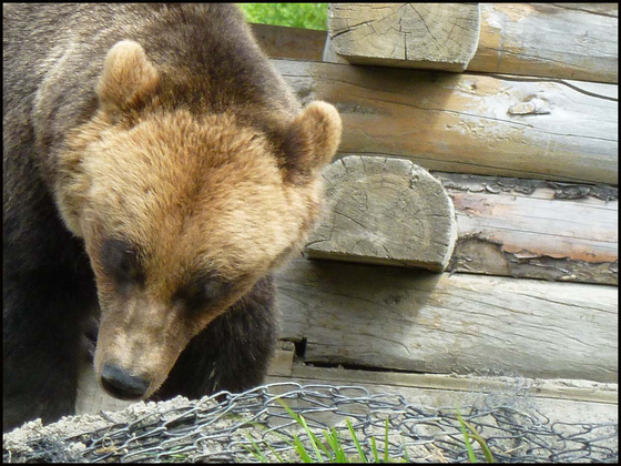 Denali