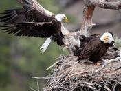 Lewis and Clark National Forest