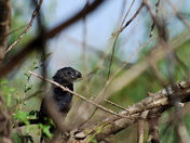Santa Ana National Wildlife Refuge