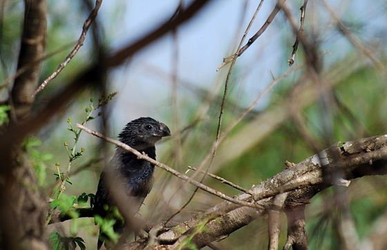Santa Ana National Wildlife Refuge
