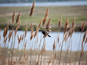 Parker River National Wildlife Refuge