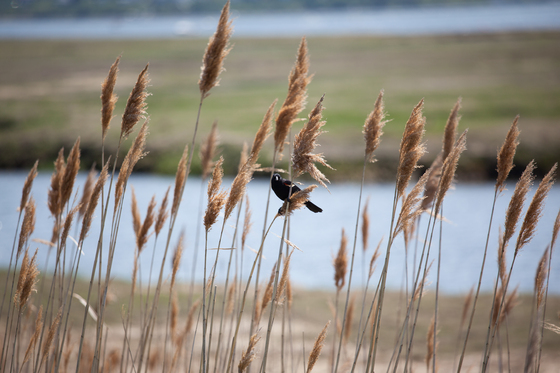 Parker River National Wildlife Refuge