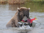 Katmai National Park